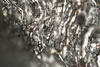 Corylus